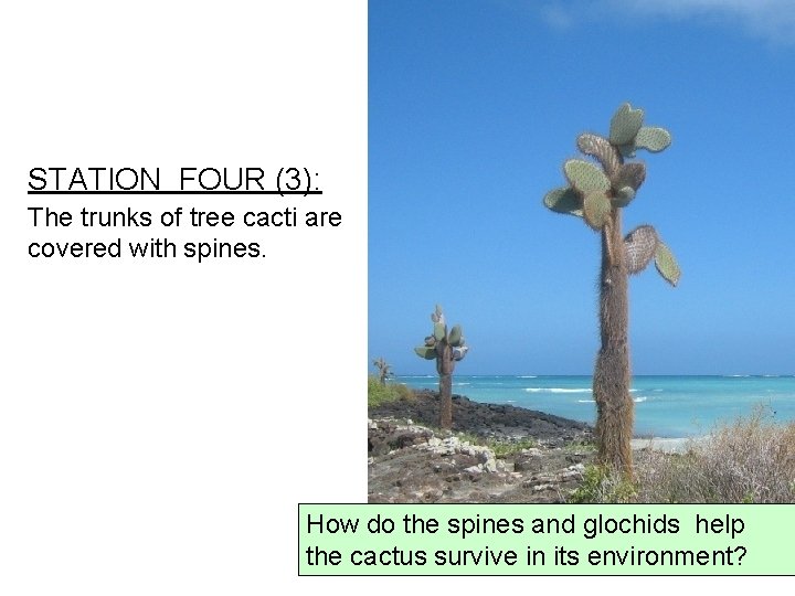 STATION FOUR (3): The trunks of tree cacti are covered with spines. How do