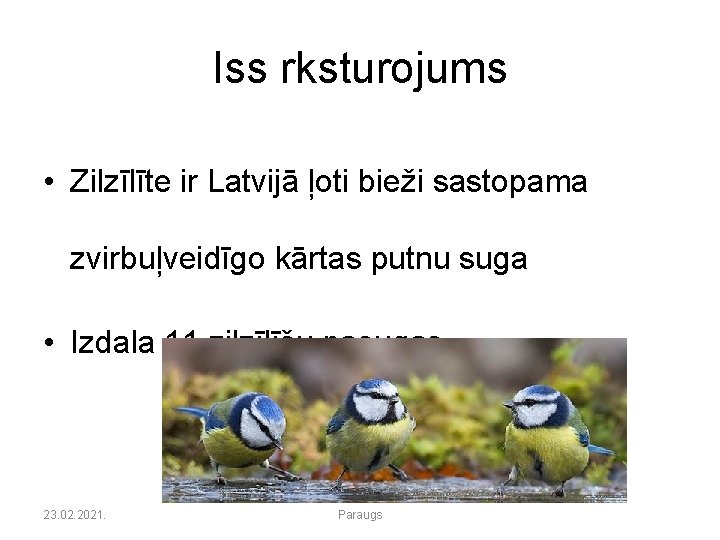 Iss rksturojums • Zilzīlīte ir Latvijā ļoti bieži sastopama zvirbuļveidīgo kārtas putnu suga •