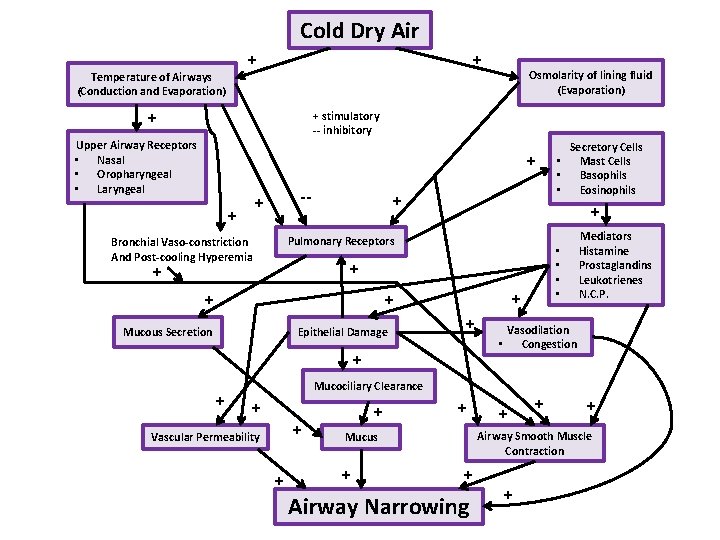 Cold Dry Air + + Temperature of Airways (Conduction and Evaporation) + Osmolarity of