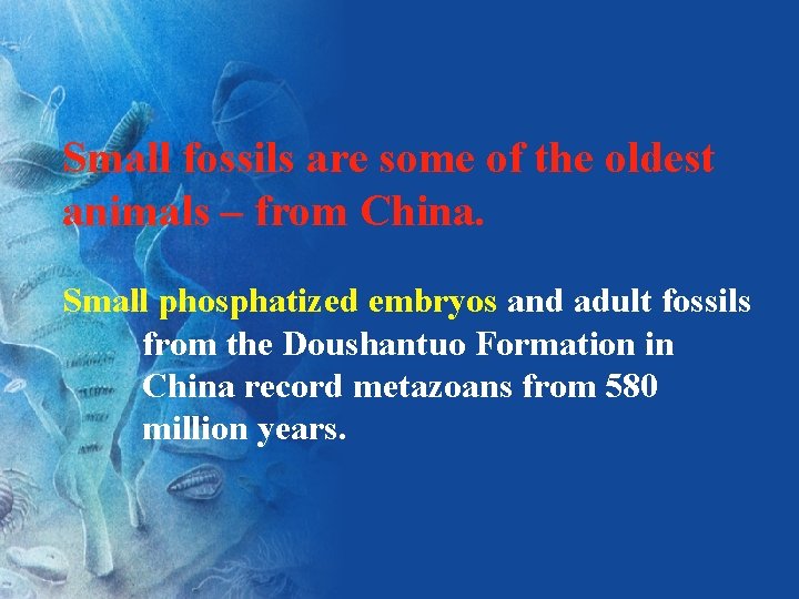 Small fossils are some of the oldest animals – from China. Small phosphatized embryos