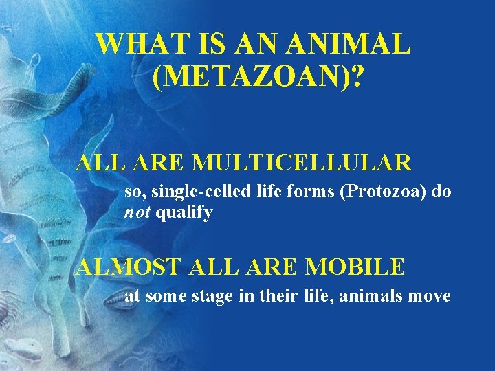  WHAT IS AN ANIMAL (METAZOAN)? ALL ARE MULTICELLULAR so, single-celled life forms (Protozoa)