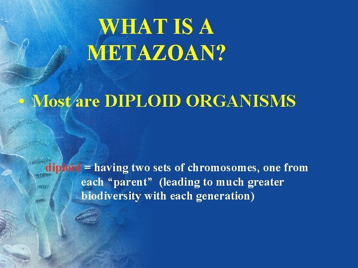 WHAT IS A METAZOAN? • Most are DIPLOID ORGANISMS diploid = having two sets