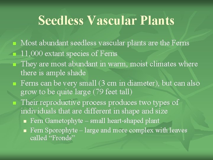 Seedless Vascular Plants n n n Most abundant seedless vascular plants are the Ferns