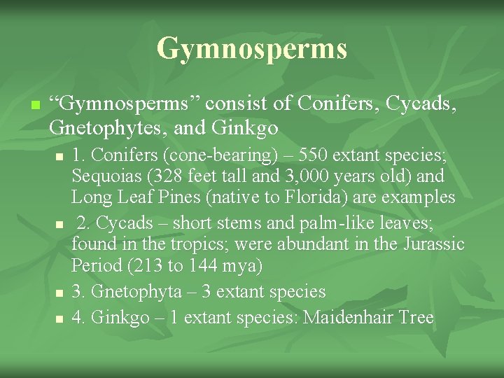 Gymnosperms n “Gymnosperms” consist of Conifers, Cycads, Gnetophytes, and Ginkgo n n 1. Conifers