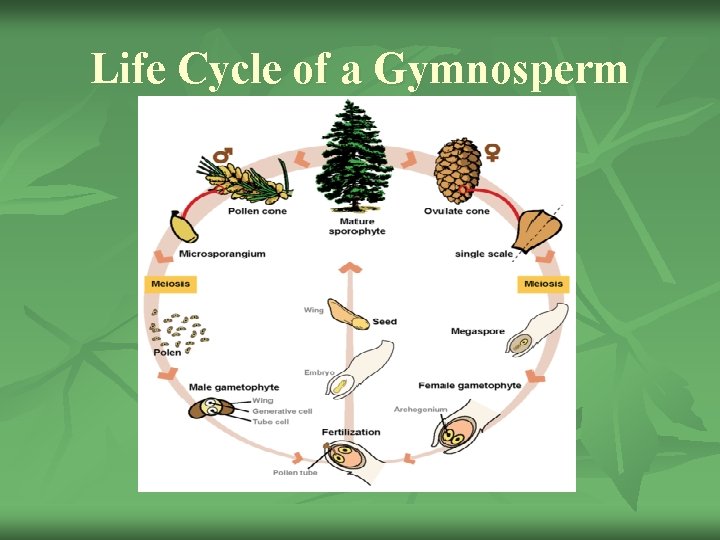 Life Cycle of a Gymnosperm 