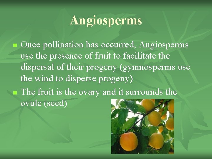 Angiosperms n n Once pollination has occurred, Angiosperms use the presence of fruit to