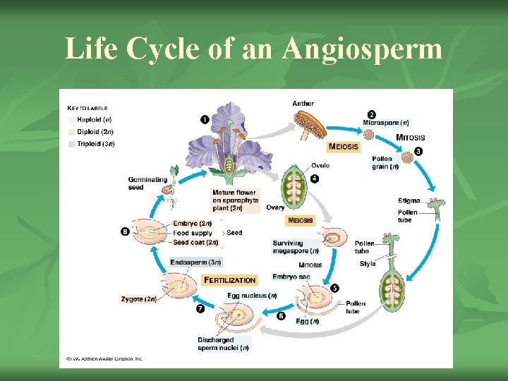 Life Cycle of an Angiosperm 