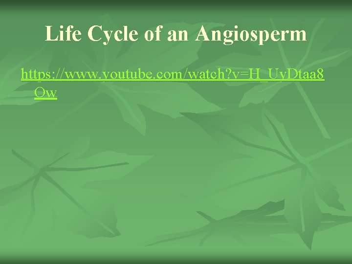 Life Cycle of an Angiosperm https: //www. youtube. com/watch? v=H_Uy. Dtaa 8 Ow 