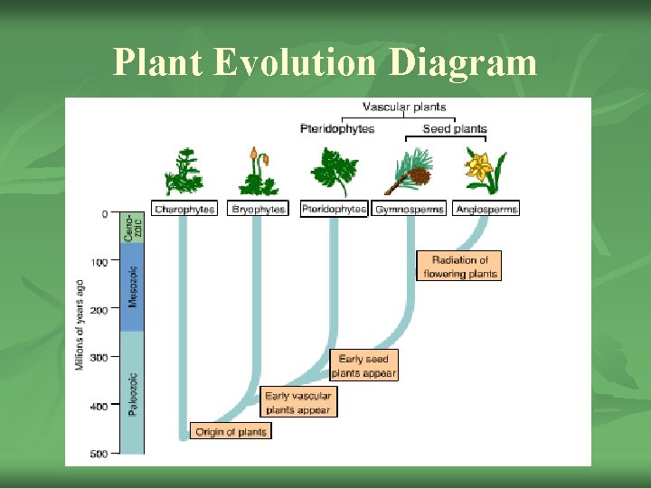Plant Evolution Diagram 