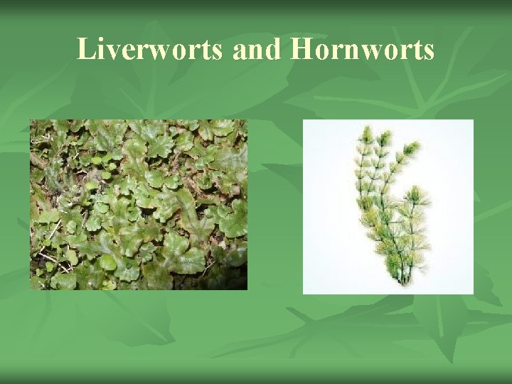 Liverworts and Hornworts 