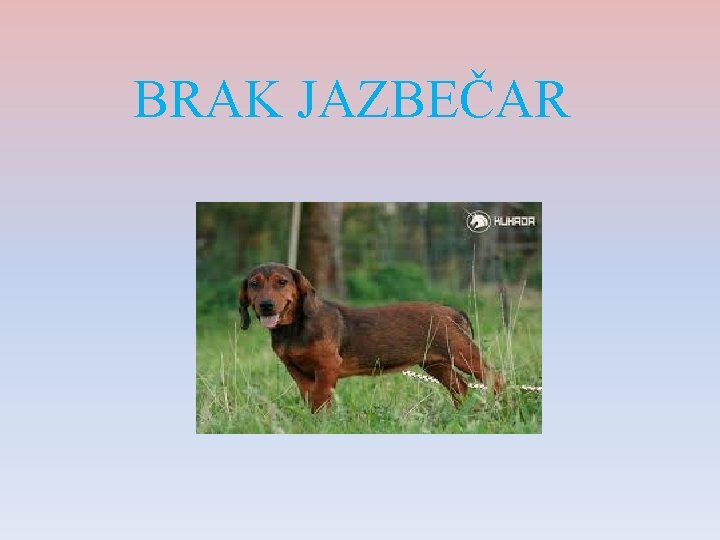 BRAK JAZBEČAR 