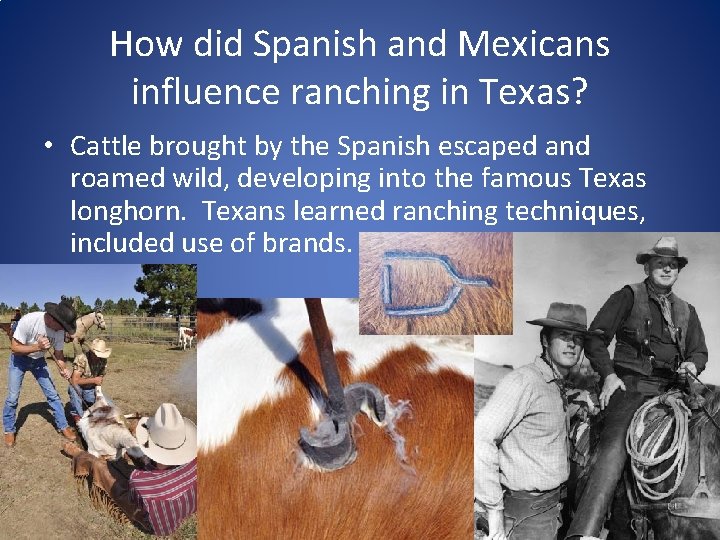 How did Spanish and Mexicans influence ranching in Texas? • Cattle brought by the