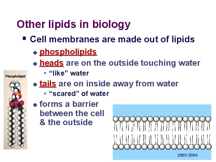 Other lipids in biology § Cell membranes are made out of lipids phospholipids u