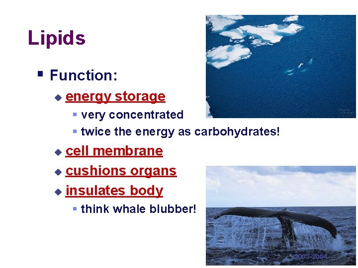 Lipids § Function: u energy storage § very concentrated § twice the energy as