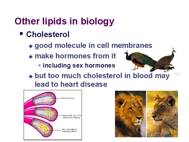 Other lipids in biology § Cholesterol good molecule in cell membranes u make hormones