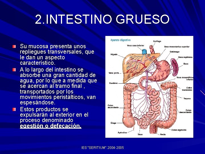 2. INTESTINO GRUESO Su mucosa presenta unos repliegues transversales, que le dan un aspecto