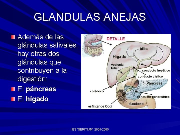 GLANDULAS ANEJAS Además de las glándulas salivales, hay otras dos glándulas que contribuyen a
