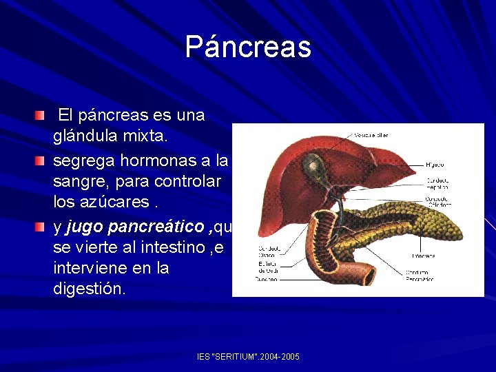 Páncreas El páncreas es una glándula mixta. segrega hormonas a la sangre, para controlar