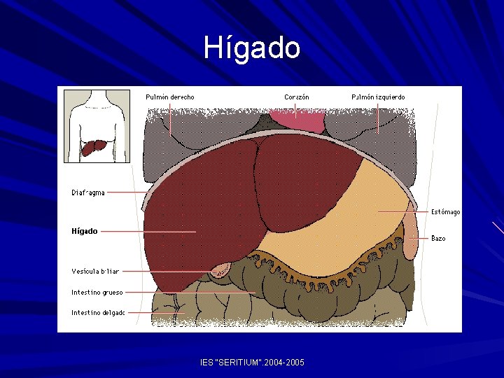 Hígado IES "SERITIUM". 2004 -2005 