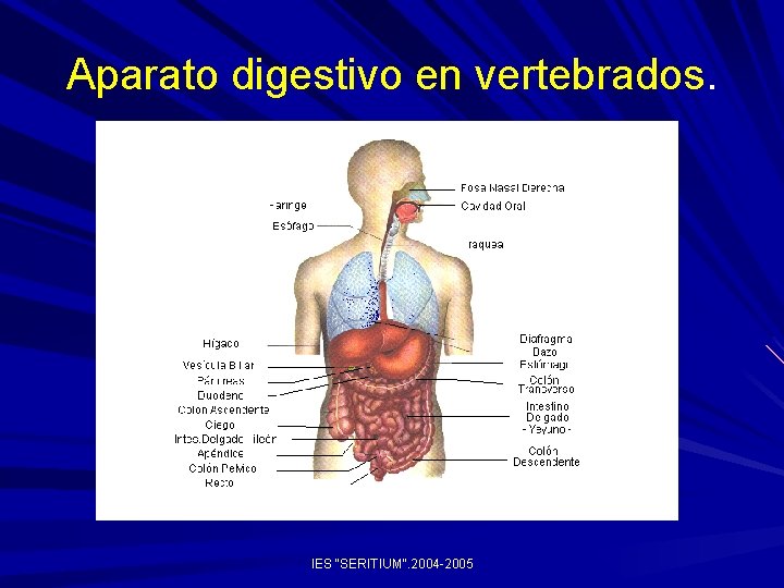Aparato digestivo en vertebrados. IES "SERITIUM". 2004 -2005 
