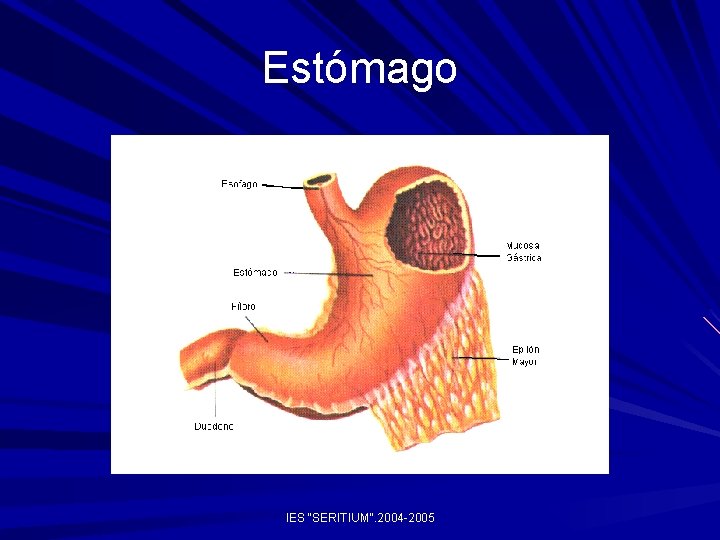 Estómago IES "SERITIUM". 2004 -2005 Estómago IES "SERITIUM". 2004 -2005