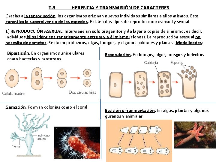 T. 3 HERENCIA Y TRANSMISIÓN DE CARACTERES Gracias a la reproducción, los organismos originan