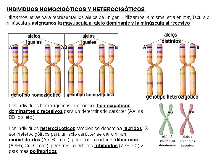 INDIVIDUOS HOMOCIGÓTICOS Y HETEROCIGÓTICOS Utilizamos letras para representar los alelos de un gen. Utilizamos