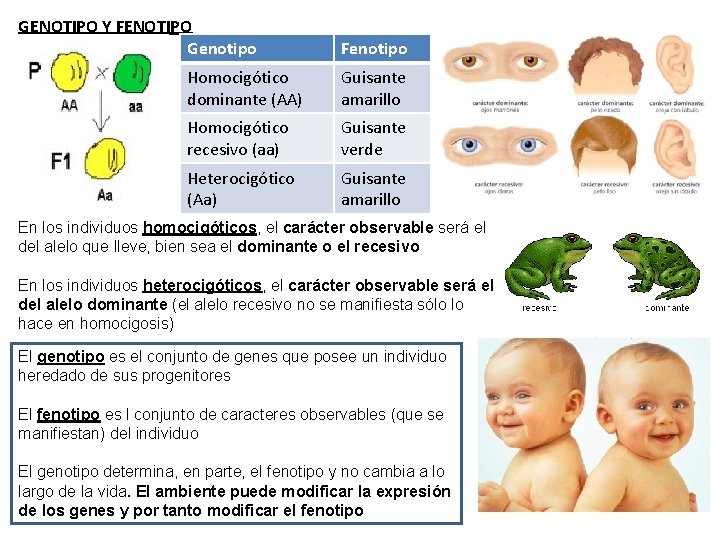 GENOTIPO Y FENOTIPO Genotipo Fenotipo Homocigótico dominante (AA) Guisante amarillo Homocigótico recesivo (aa) Guisante