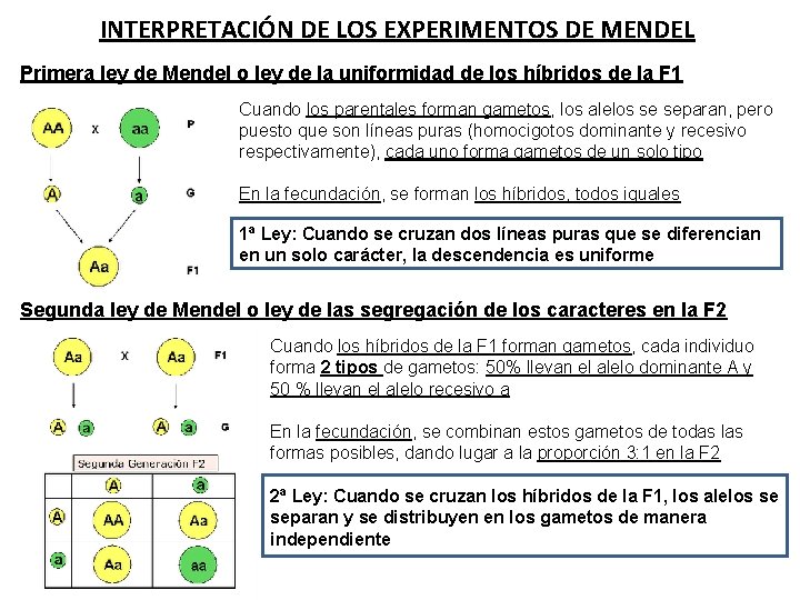 INTERPRETACIÓN DE LOS EXPERIMENTOS DE MENDEL Primera ley de Mendel o ley de la