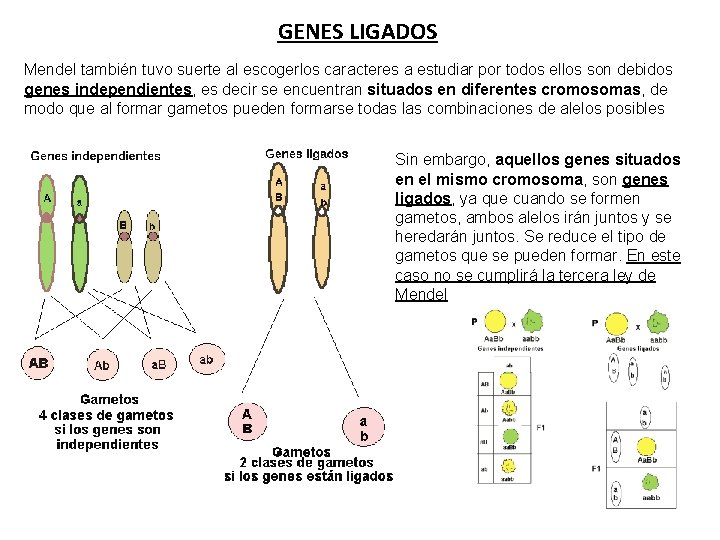 GENES LIGADOS Mendel también tuvo suerte al escogerlos caracteres a estudiar por todos ellos