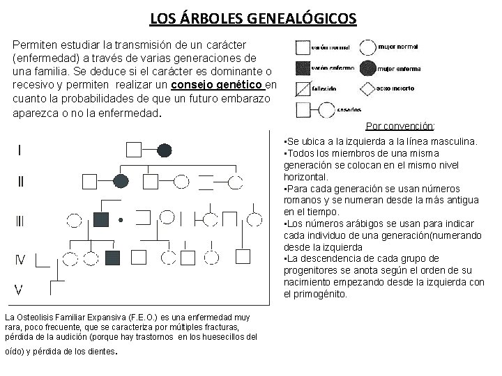 LOS ÁRBOLES GENEALÓGICOS Permiten estudiar la transmisión de un carácter (enfermedad) a través de