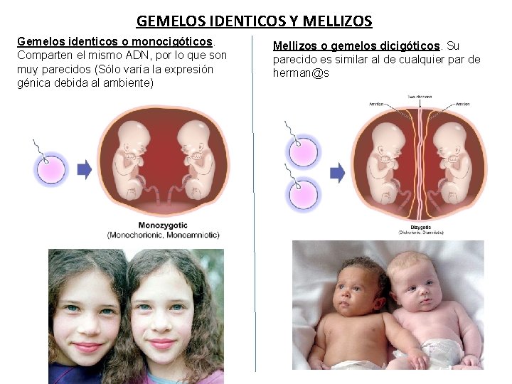 GEMELOS IDENTICOS Y MELLIZOS Gemelos identicos o monocigóticos. Comparten el mismo ADN, por lo