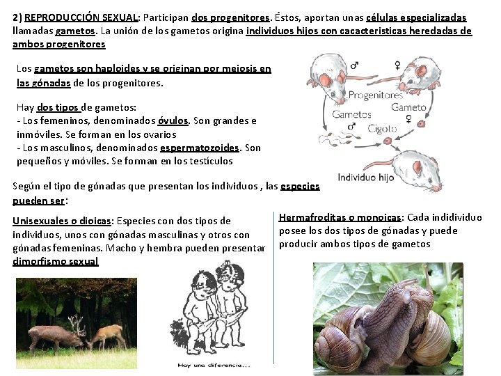 2) REPRODUCCIÓN SEXUAL: Participan dos progenitores. Éstos, aportan unas células especializadas llamadas gametos. La