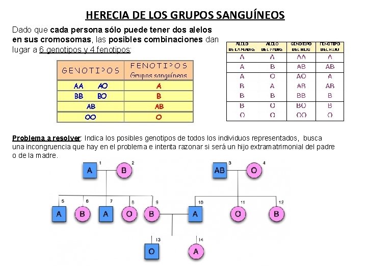 HERECIA DE LOS GRUPOS SANGUÍNEOS Dado que cada persona sólo puede tener dos alelos