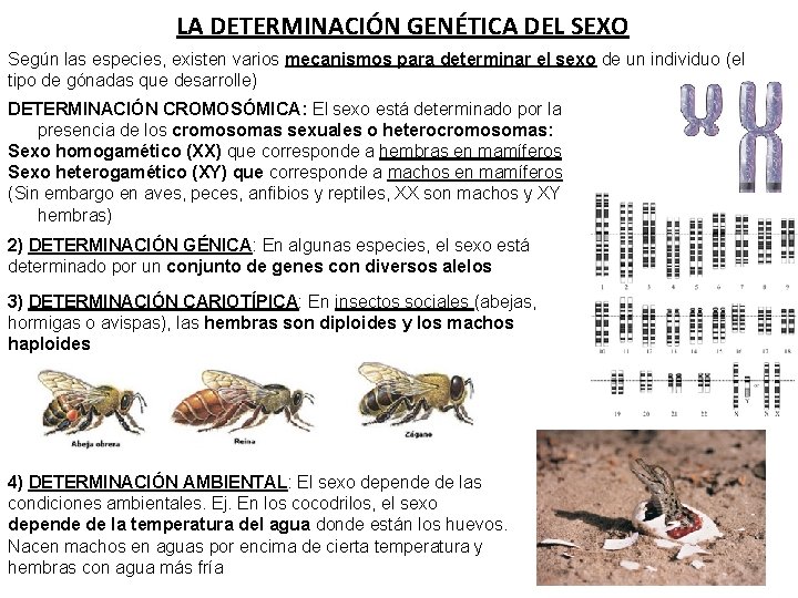 LA DETERMINACIÓN GENÉTICA DEL SEXO Según las especies, existen varios mecanismos para determinar el