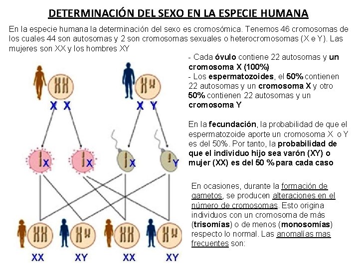 DETERMINACIÓN DEL SEXO EN LA ESPECIE HUMANA En la especie humana la determinación del