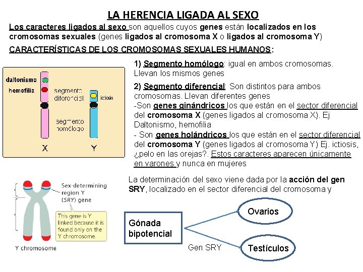 LA HERENCIA LIGADA AL SEXO Los caracteres ligados al sexo son aquellos cuyos genes