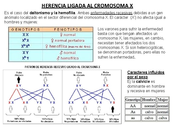 HERENCIA LIGADA AL CROMOSOMA X Es el caso del daltonismo y la hemofilia. Ambas