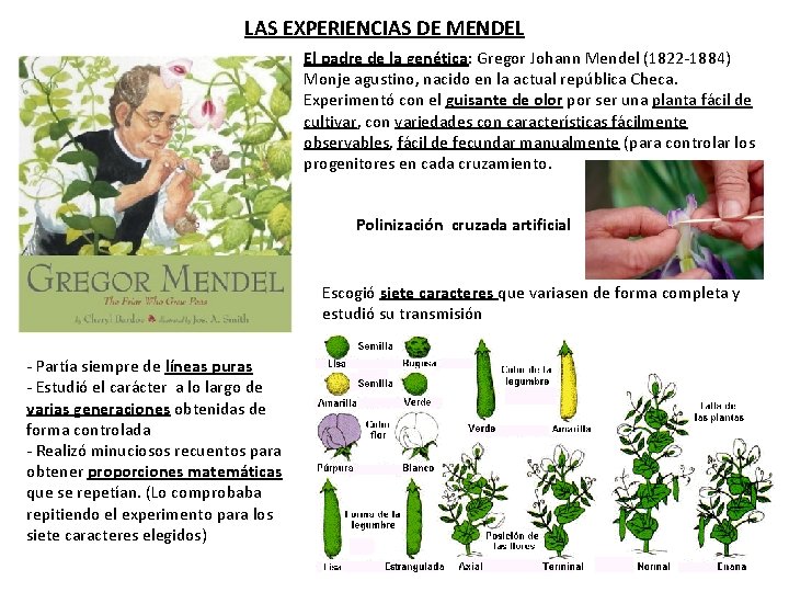 LAS EXPERIENCIAS DE MENDEL El padre de la genética: Gregor Johann Mendel (1822 -1884)