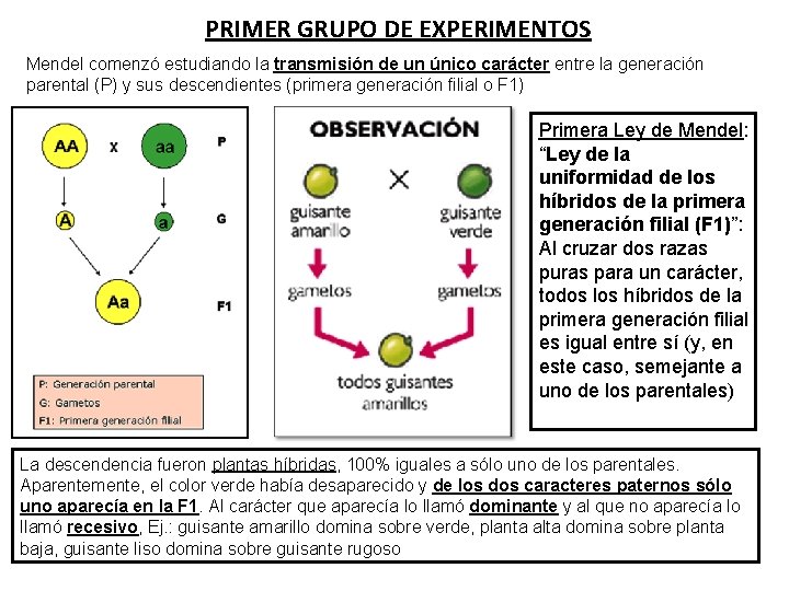 PRIMER GRUPO DE EXPERIMENTOS Mendel comenzó estudiando la transmisión de un único carácter entre