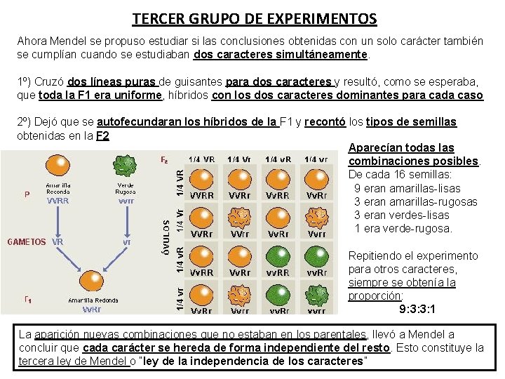 TERCER GRUPO DE EXPERIMENTOS Ahora Mendel se propuso estudiar si las conclusiones obtenidas con