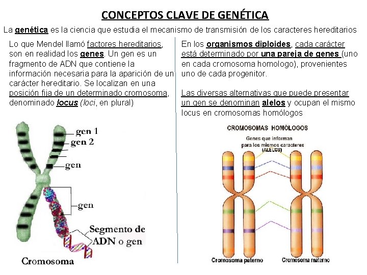 CONCEPTOS CLAVE DE GENÉTICA La genética es la ciencia que estudia el mecanismo de