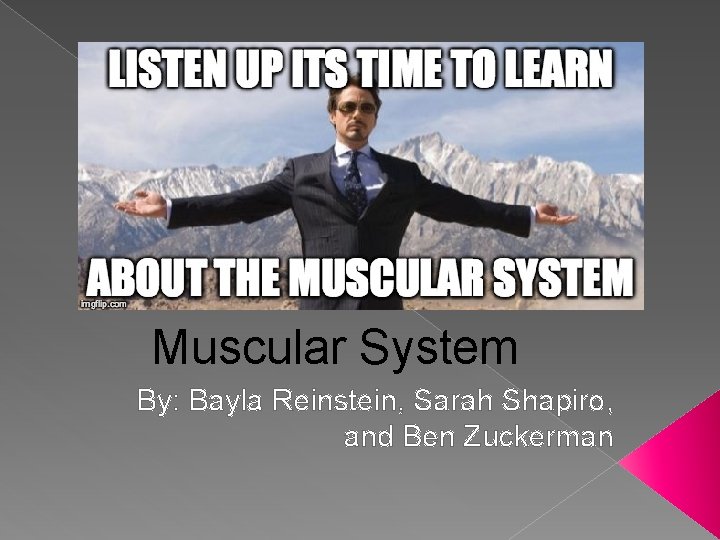 Muscular System By: Bayla Reinstein, Sarah Shapiro, and Ben Zuckerman 