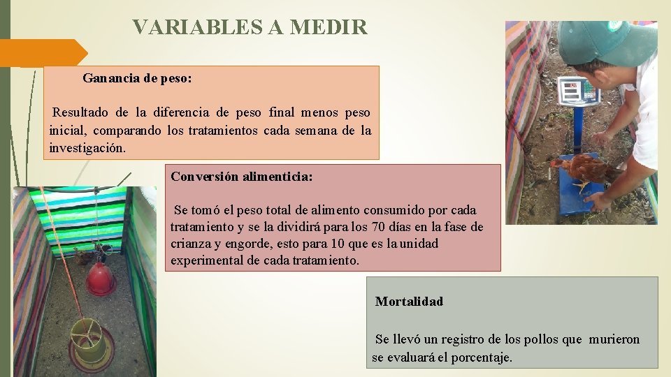 VARIABLES A MEDIR Ganancia de peso: Resultado de la diferencia de peso final menos