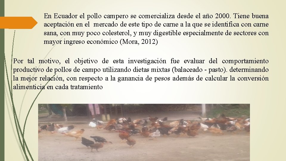 En Ecuador el pollo campero se comercializa desde el año 2000. Tiene buena aceptación
