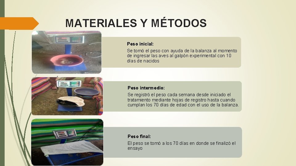 MATERIALES Y MÉTODOS Peso inicial: Se tomó el peso con ayuda de la balanza