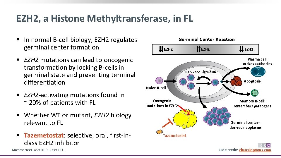 EZH 2, a Histone Methyltransferase, in FL § In normal B‐cell biology, EZH 2