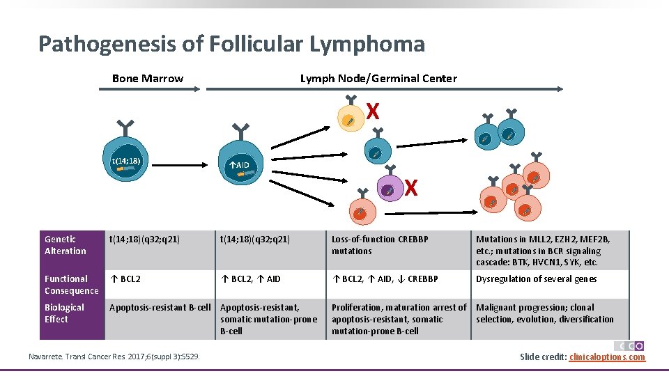 Pathogenesis of Follicular Lymphoma Bone Marrow Lymph Node/Germinal Center t(14; 18) X ↑AID X