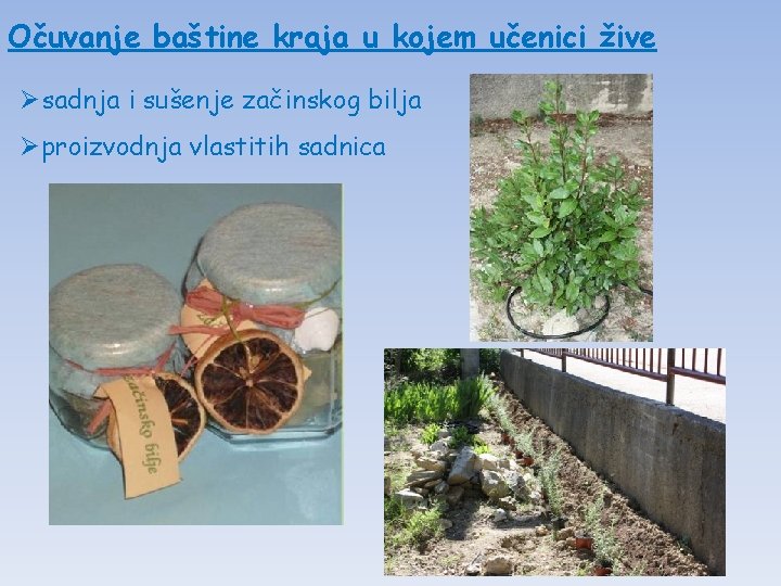 Očuvanje baštine kraja u kojem učenici žive Øsadnja i sušenje začinskog bilja Øproizvodnja vlastitih