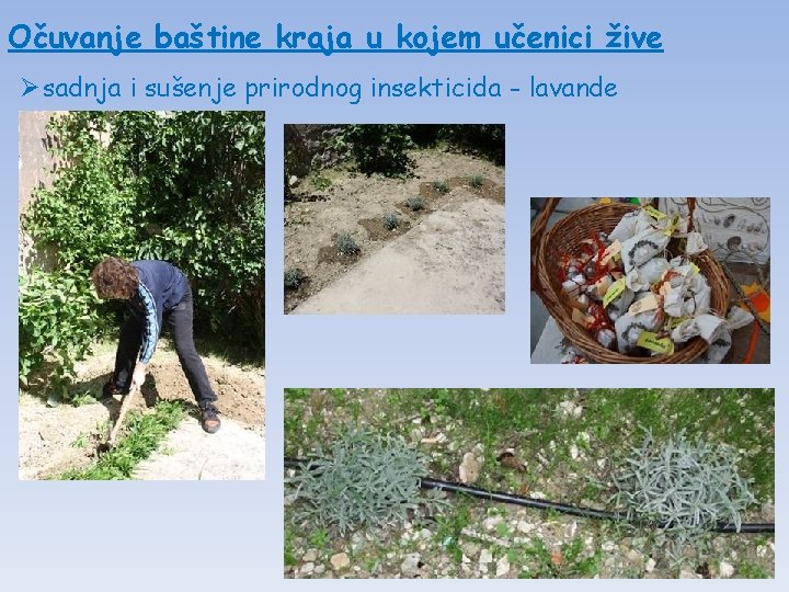 Očuvanje baštine kraja u kojem učenici žive Øsadnja i sušenje prirodnog insekticida - lavande